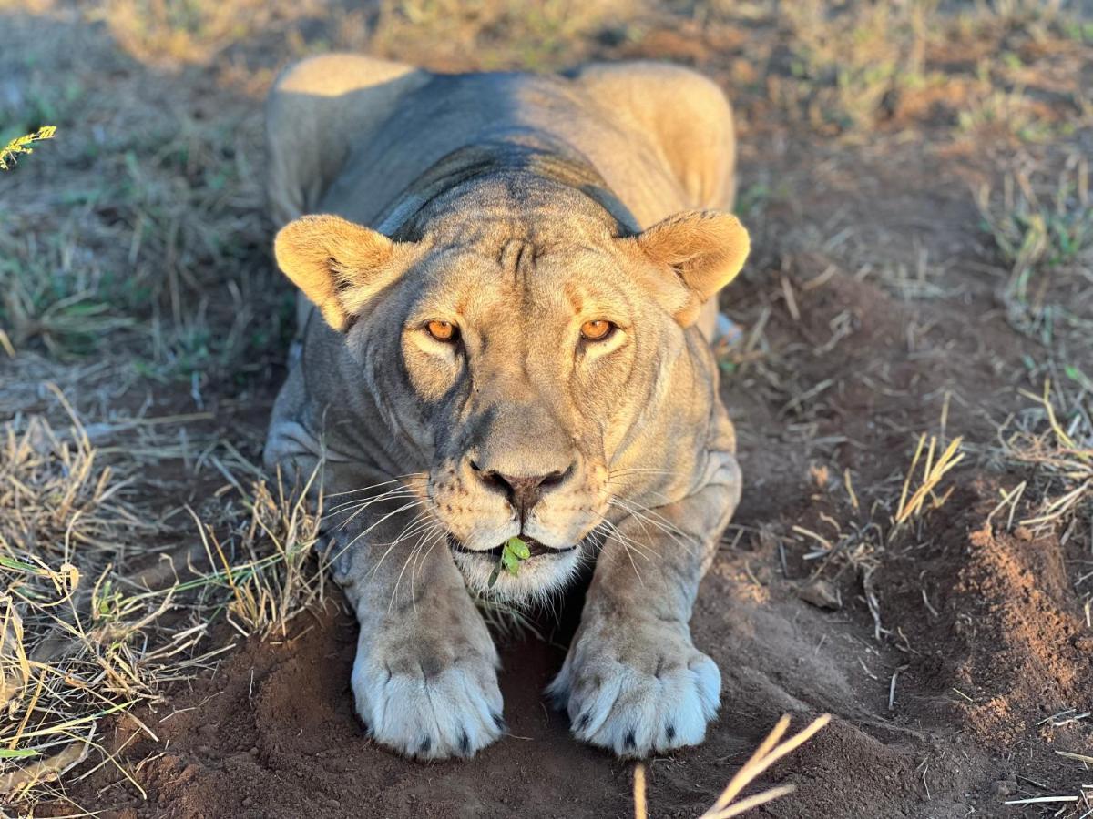 Simba Safaris African Pride Exotic Lodge Lephalale Exteriér fotografie