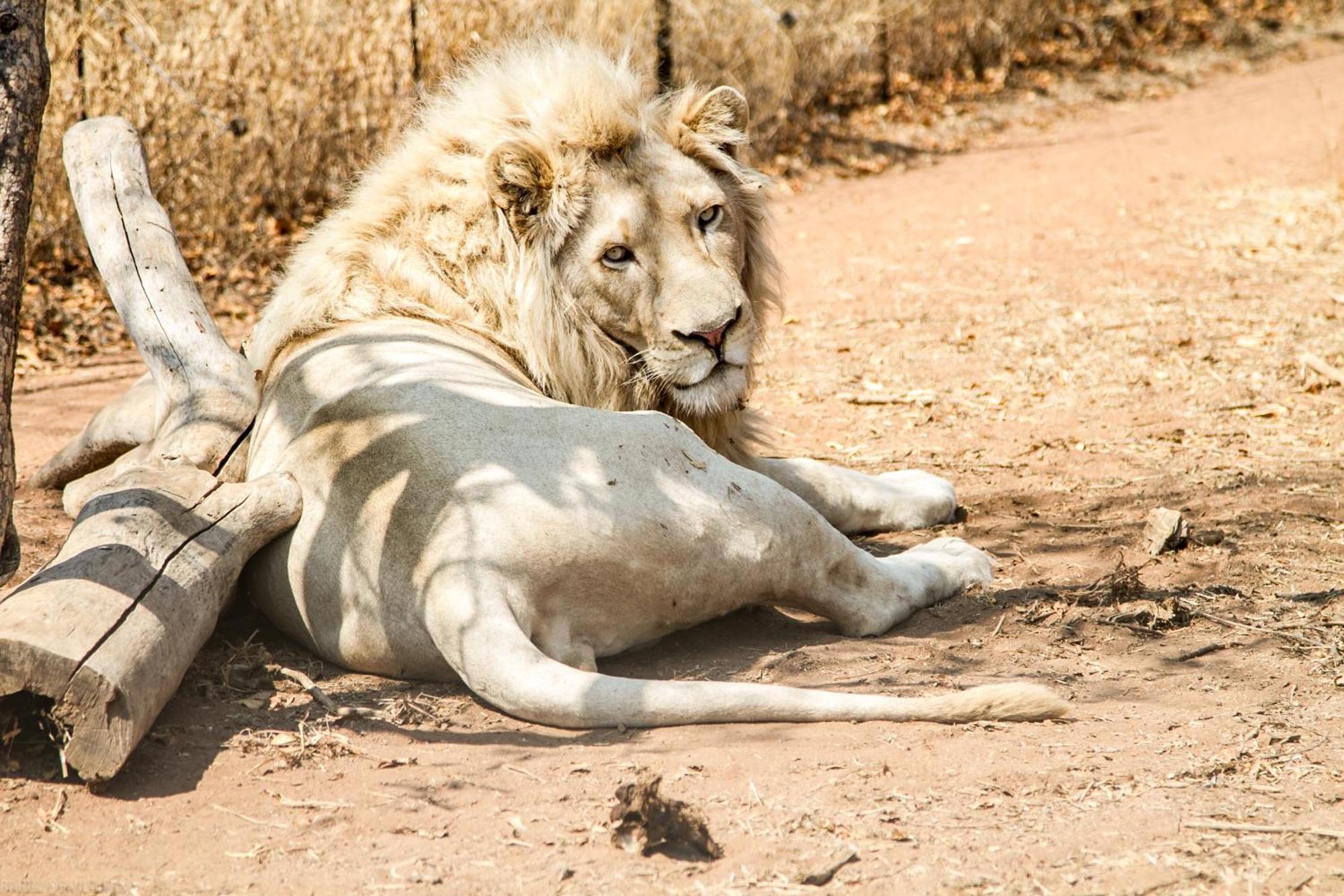 Simba Safaris African Pride Exotic Lodge Lephalale Exteriér fotografie