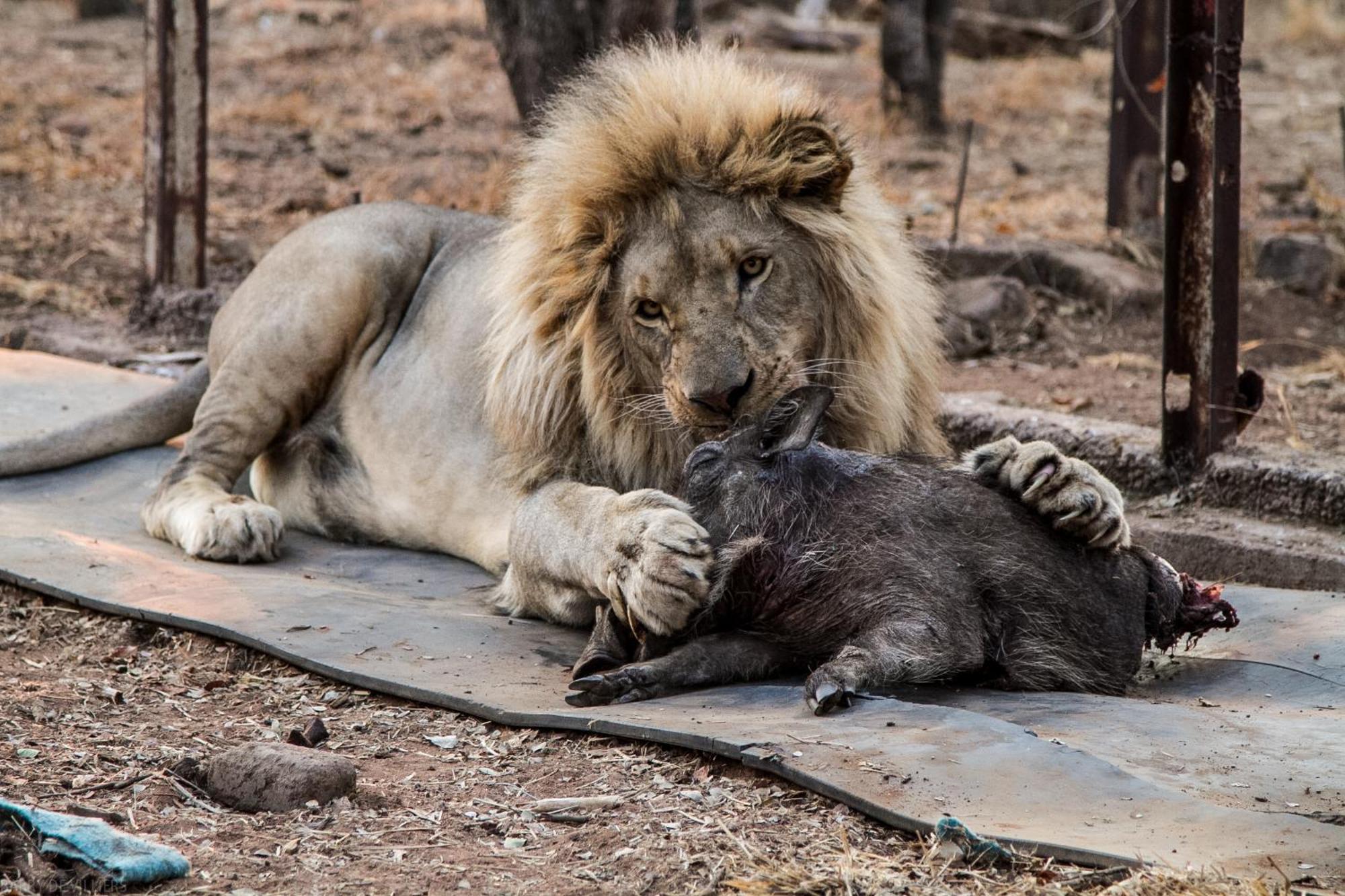 Simba Safaris African Pride Exotic Lodge Lephalale Exteriér fotografie