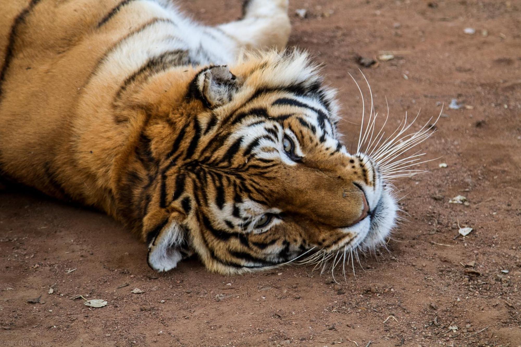 Simba Safaris African Pride Exotic Lodge Lephalale Exteriér fotografie