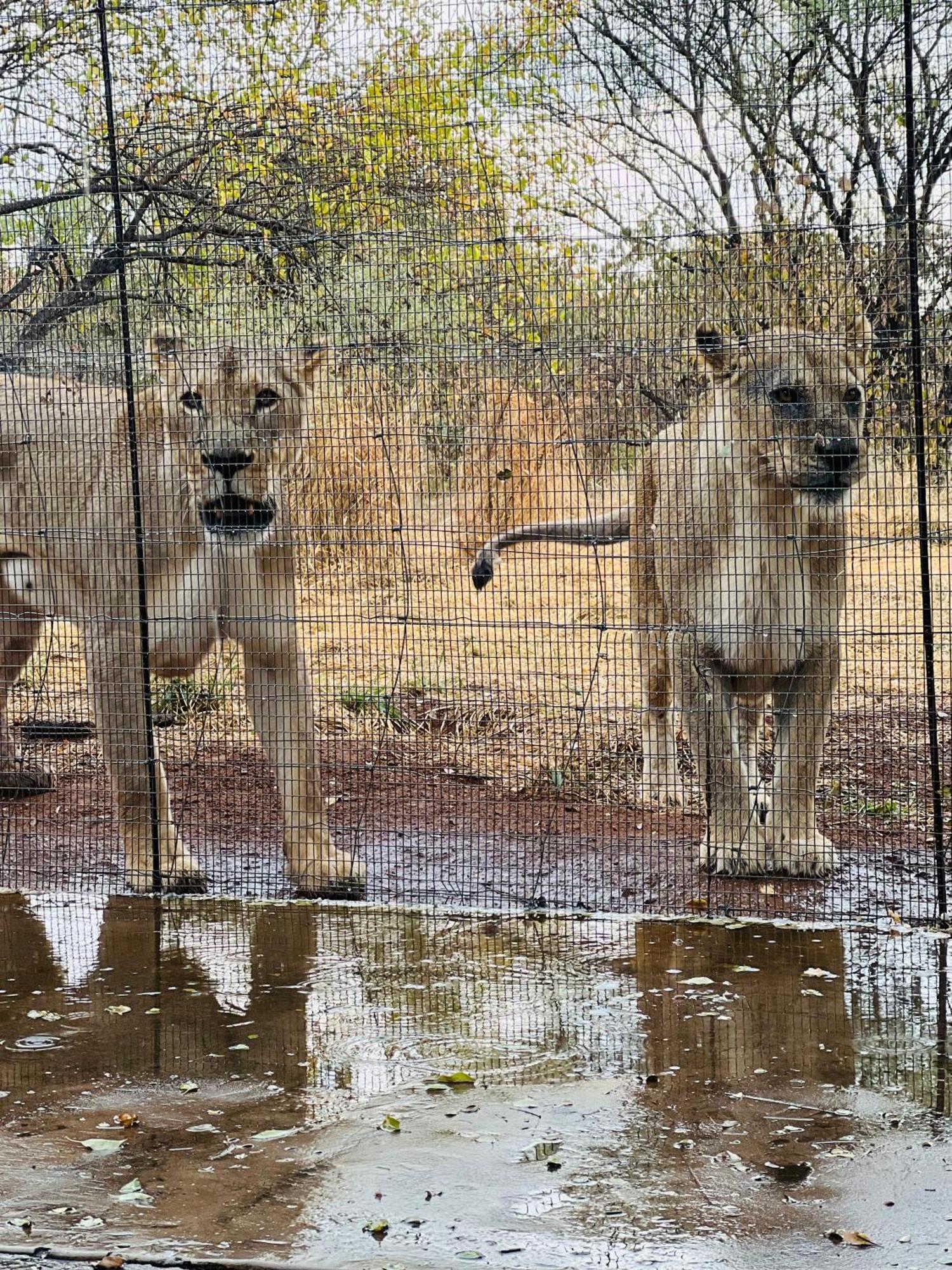 Simba Safaris African Pride Exotic Lodge Lephalale Exteriér fotografie