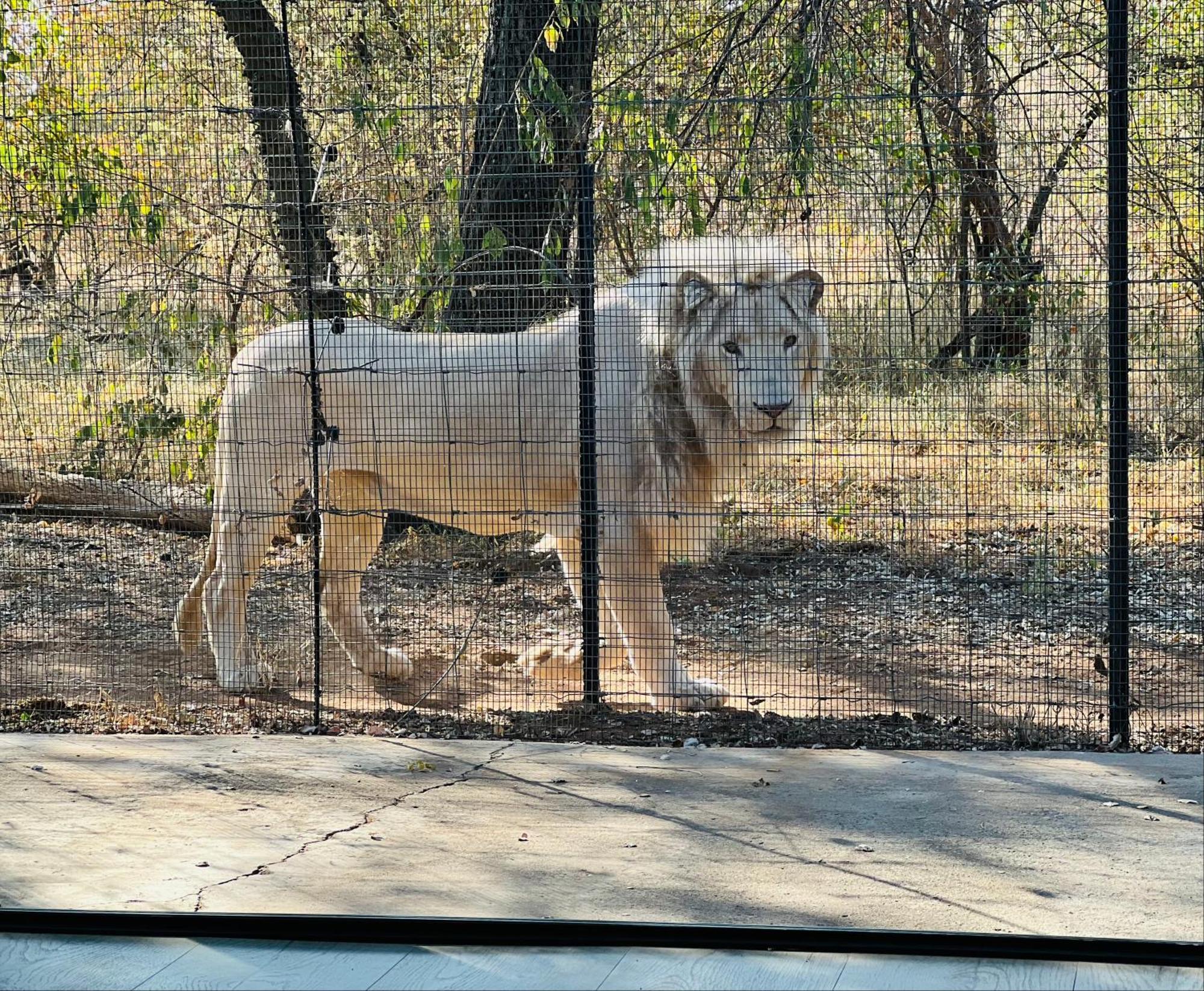 Simba Safaris African Pride Exotic Lodge Lephalale Exteriér fotografie