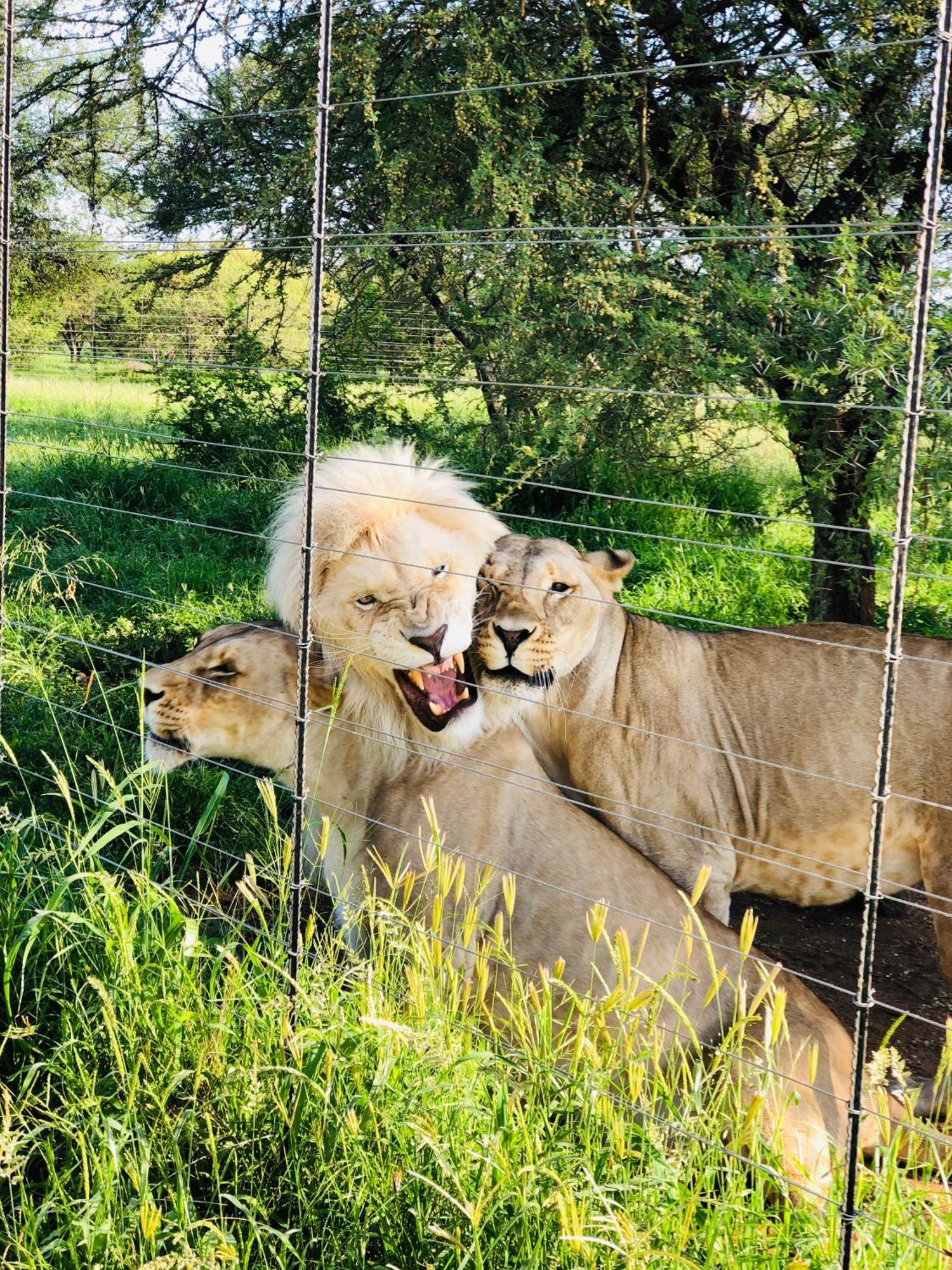 Simba Safaris African Pride Exotic Lodge Lephalale Exteriér fotografie