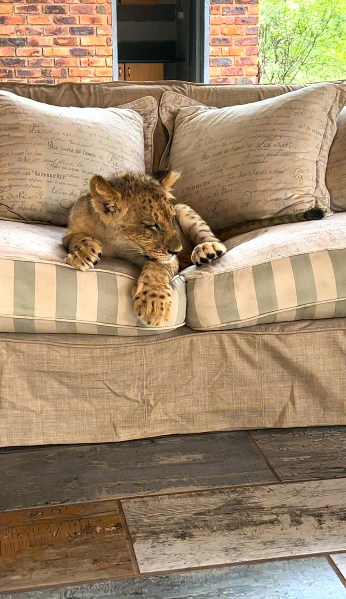 Simba Safaris African Pride Exotic Lodge Lephalale Exteriér fotografie