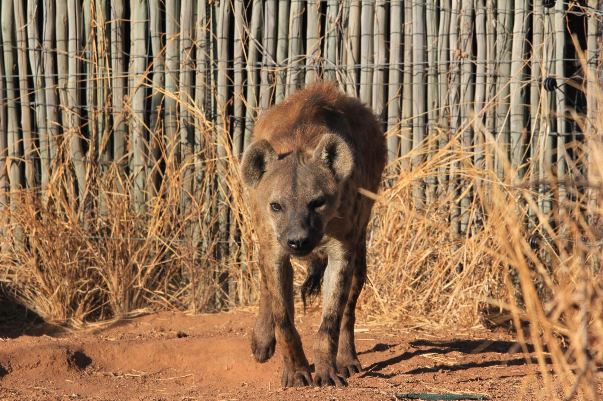 Simba Safaris African Pride Exotic Lodge Lephalale Exteriér fotografie