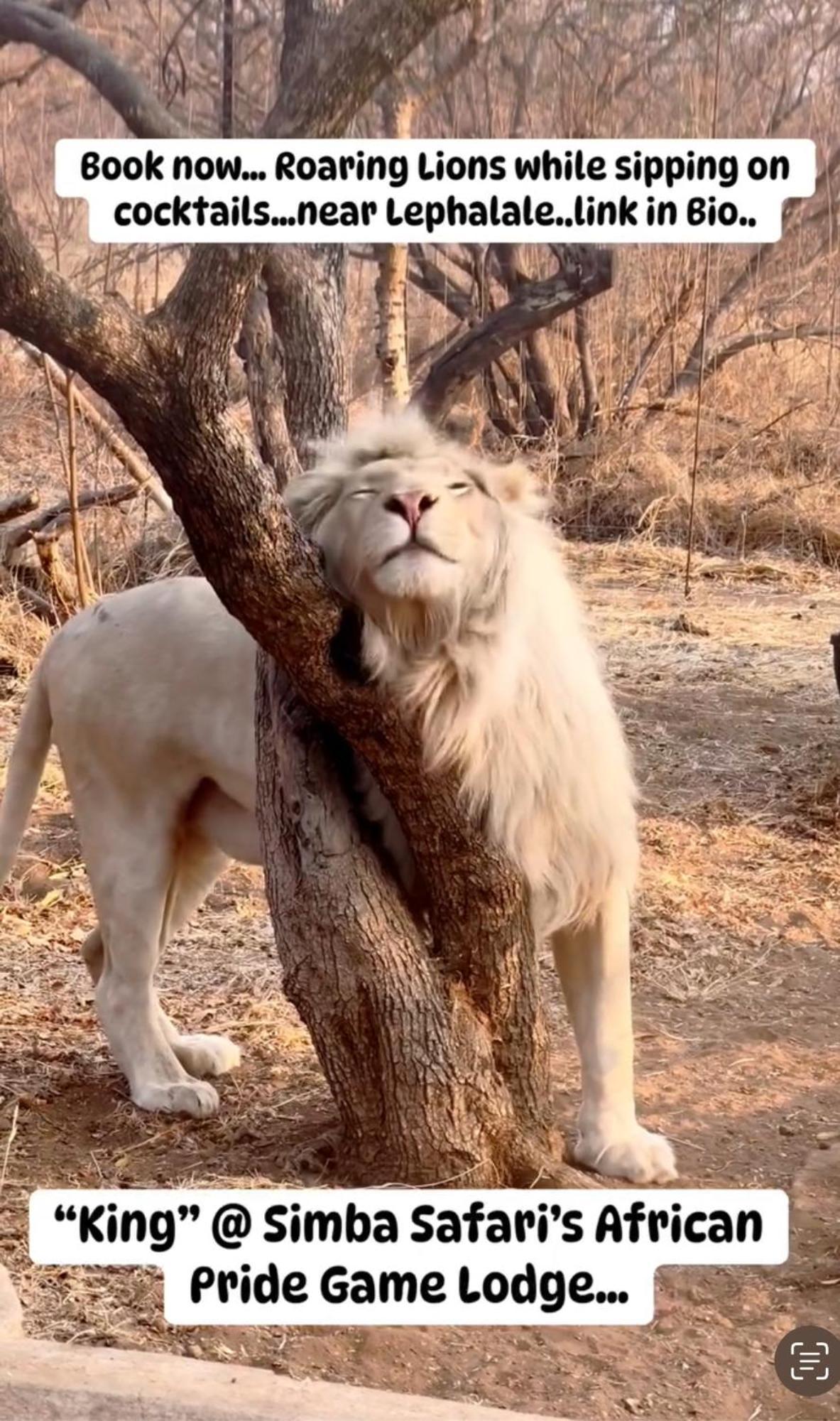 Simba Safaris African Pride Exotic Lodge Lephalale Exteriér fotografie