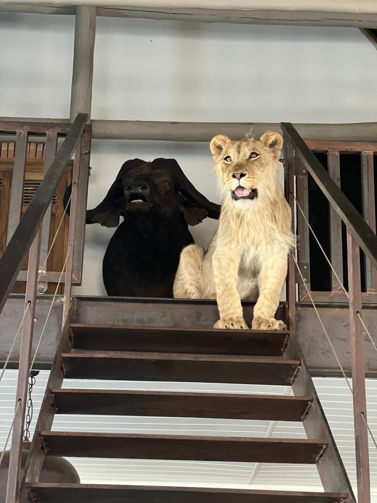 Simba Safaris African Pride Exotic Lodge Lephalale Exteriér fotografie