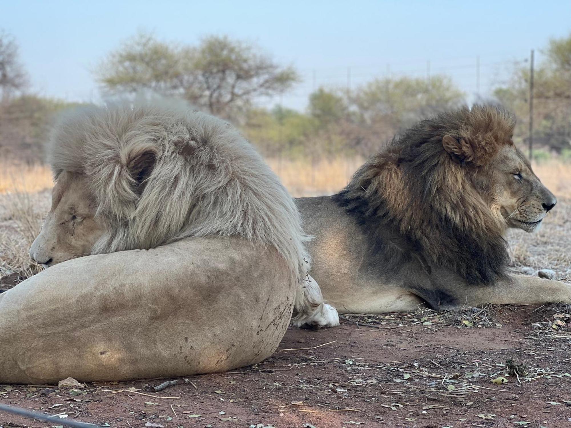 Simba Safaris African Pride Exotic Lodge Lephalale Exteriér fotografie